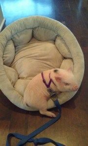 свинки мини-пиги