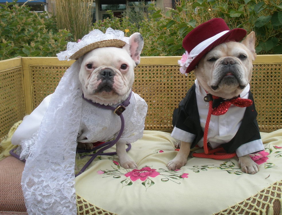 Участие животных в свадьбе