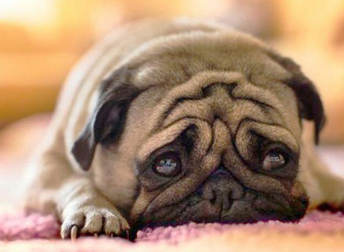 Понос у собаки: что делать если у собаки понос | Блог зоомагазина  Zootovary.com