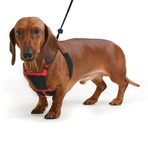 Что выбрать для маленькой собаки: ошейник или шлейку? | Блог зоомагазина  Zootovary.com