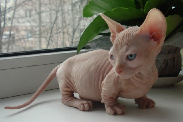 Самые маленькие породы кошек в мире | Блог зоомагазина Zootovary.com