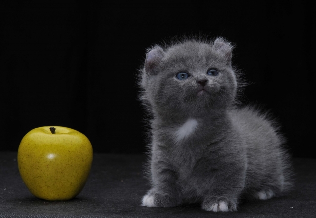 Самые маленькие породы кошек в мире | Блог зоомагазина Zootovary.com
