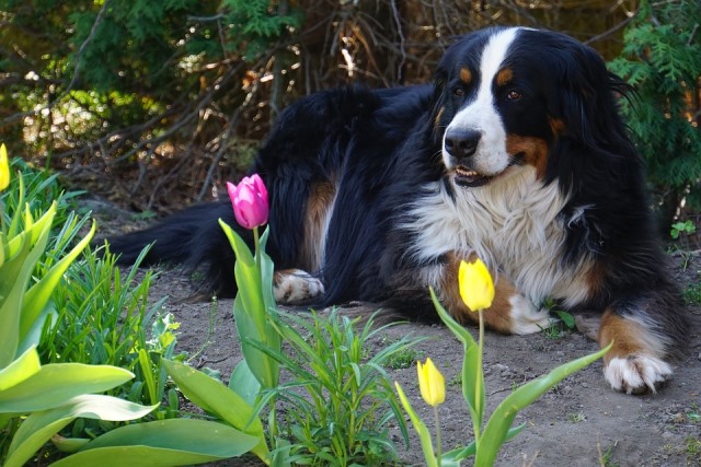весняна алергія у собак