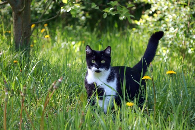 лекарственные травы в рационе кошек