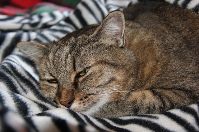 Почему кошка спит в ногах у человека? | Блог зоомагазина Zootovary.com