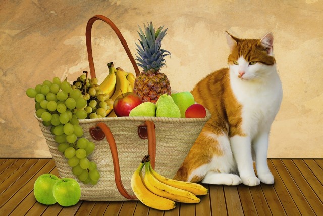 Какие фрукты и ягоды можно давать кошке? | Блог зоомагазина Zootovary.com