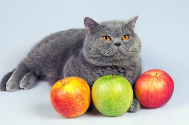 можно ли кошкам фрукты