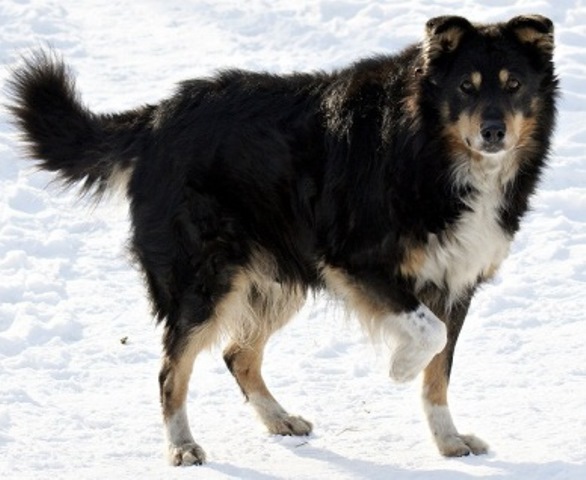 Артрит у собак: лечение и профилактика | Блог зоомагазина Zootovary.com