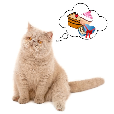 Можно ли кошкам сладкое или нет | Блог зоомагазина Zootovary.com