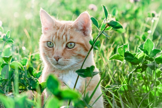 весенний конъюнктивит у кошек