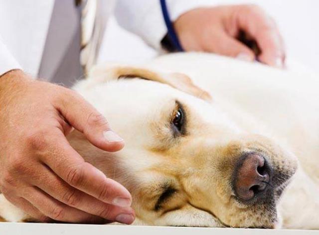 Доклад: Внезапное вздутие живота у собак (заворот желудка)