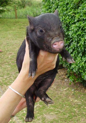 Домашние свинки мини-пиги: породы и размеры | Блог зоомагазина Zootovary.com