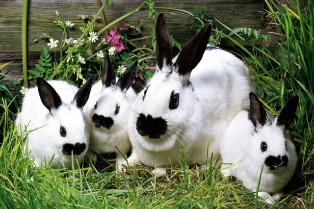 характеристика декоративных кроликов