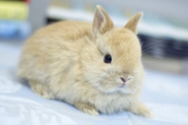 породи декоративних кроликів з фото
