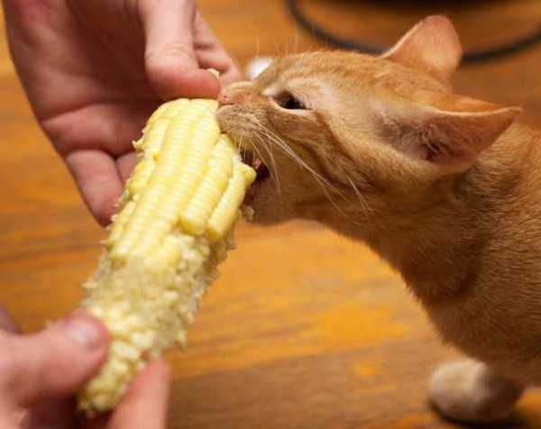 можно ли кошкам кукурузу