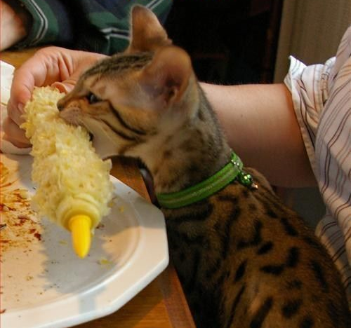 чи можна кішкам давати кукурудзу