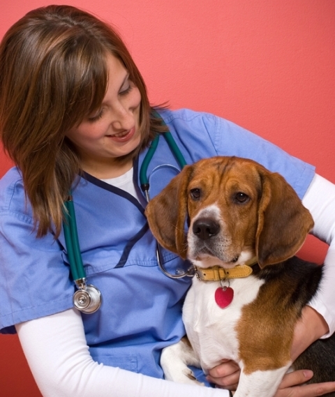 a veterinarian checking out a beagle dog rF6e8zSRro