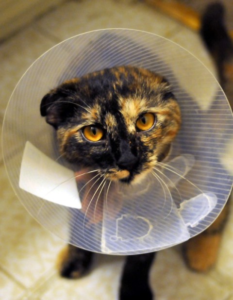 уход за кастрированным котом после операции