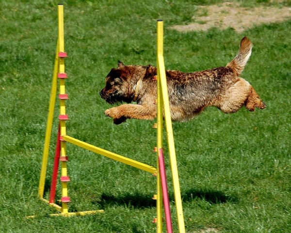 спорт для собак