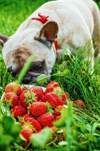 какие ягоды можно собаке