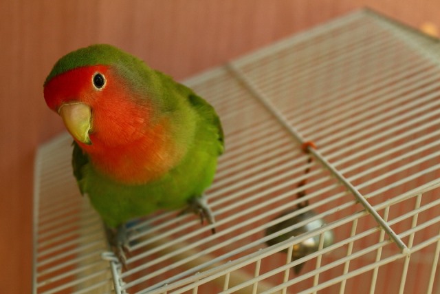 попугаи неразлучники в домашних условиях