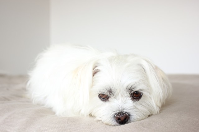 догляд за білою шерстю собаки