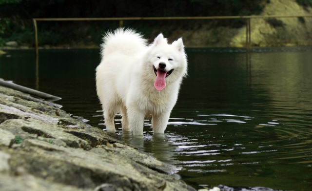 Уход за шерстью собаки белого или светлого окраса | Блог зоомагазина  Zootovary.com