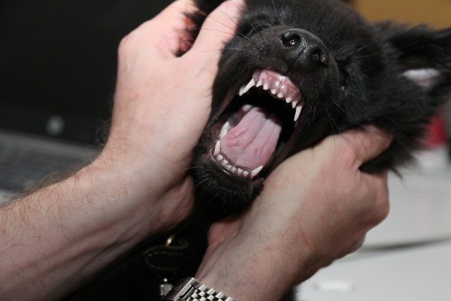 Двойные зубы у собак