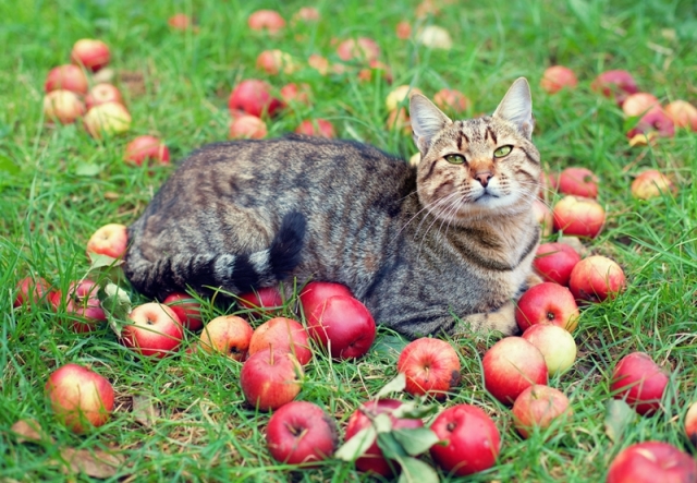 можно ли кошке яблоки