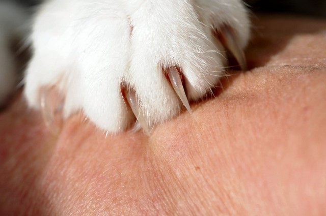 Как обрезать когти коту | Блог зоомагазина Zootovary.com