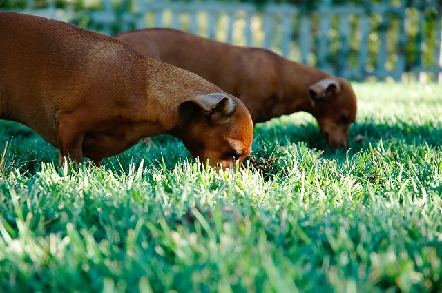 чому собака їсть траву