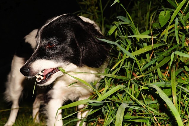 собака їсть траву