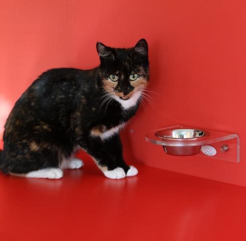 Таурин для кошек: корм в деталях | Блог зоомагазина Zootovary.com
