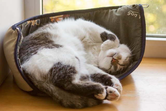 Почему кошки много спят? | Блог зоомагазина Zootovary.com