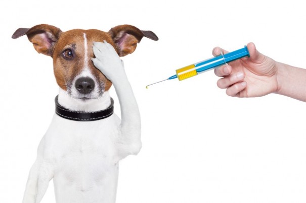 вакцинація собак