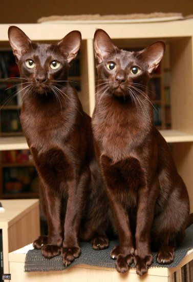 редкая порода кошек Гавана