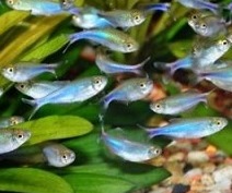 харациновые виды аквариумных рыб