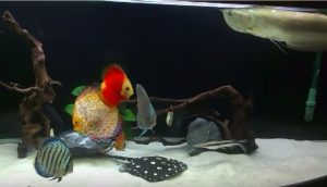 екзотичні акваріумні рибки