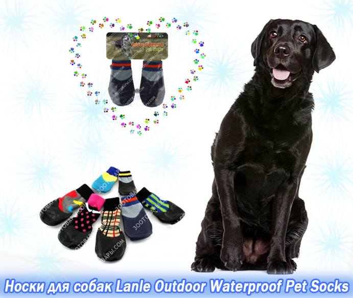 шкарпетки для собак