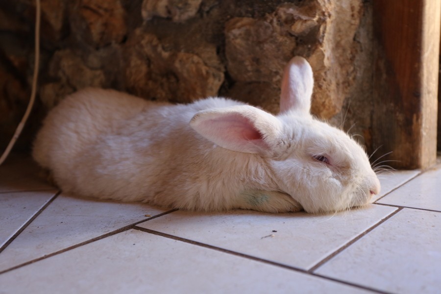 Первая помощь кролику при шоковом состоянии