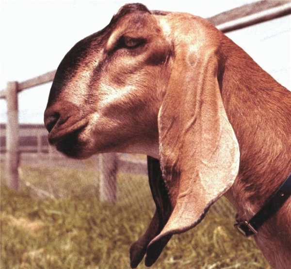 коза нубийской породы