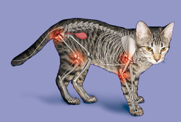артрит у кошек