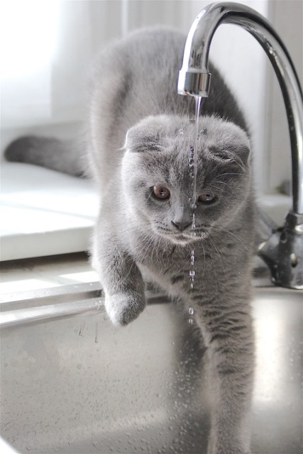 кішка не п'є воду з миски