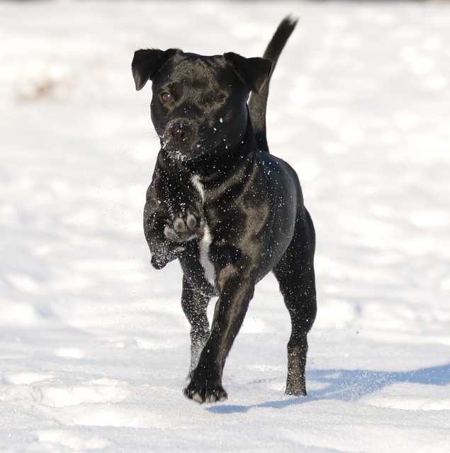 догляд за лапами собаки взимку