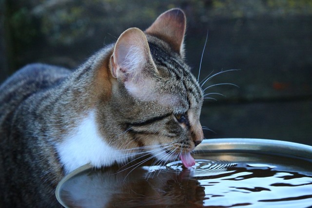 кошка пьет воду из миски