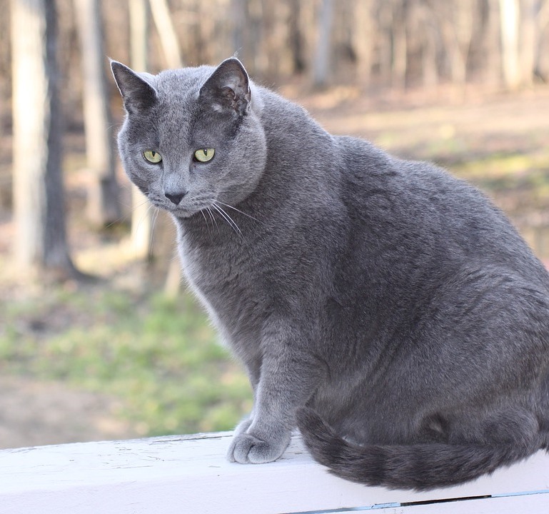 ожиріння у кішок