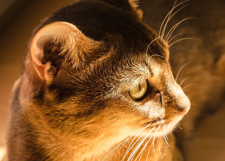 причины ушного клеща у кошек