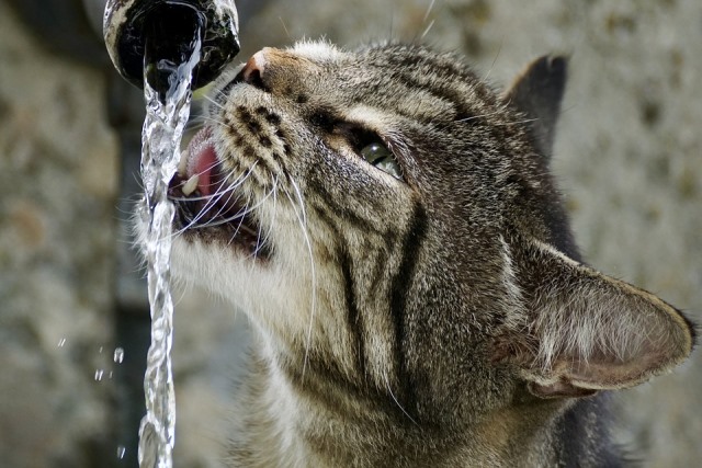 кішка п'є воду