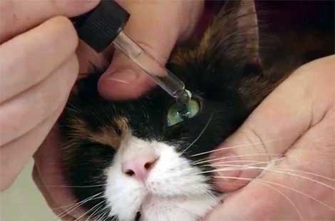 Как закапать кошке глаза