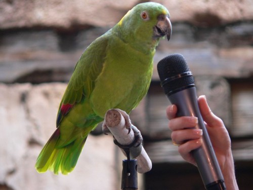 как научить попугая говорить